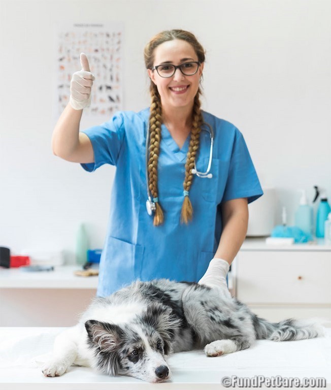 veterenarian with dog veterenarian with dog